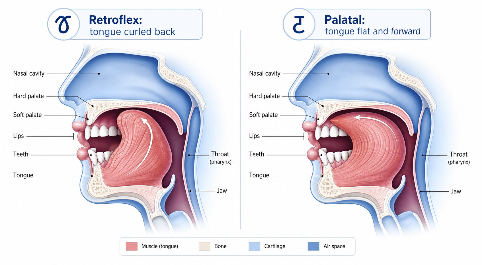 retroflex vs palatal tongue positions the key physical difference behind pinyin consonant pairs