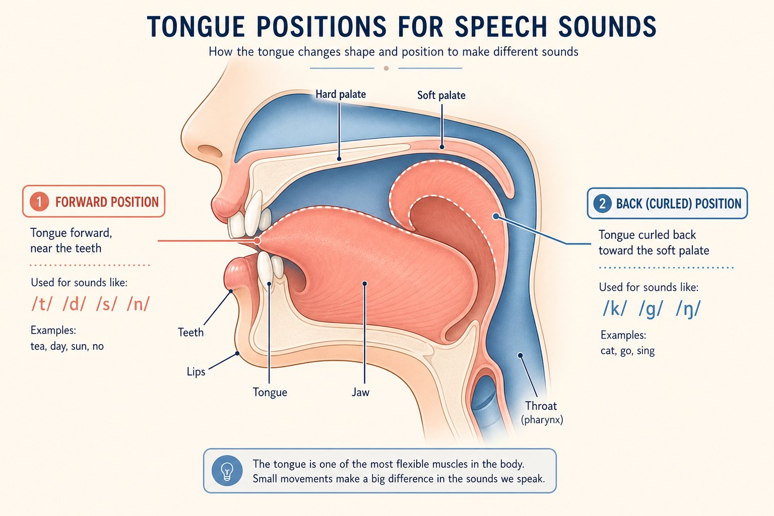 tongue position is the key difference between confusing pinyin sounds like x and zh