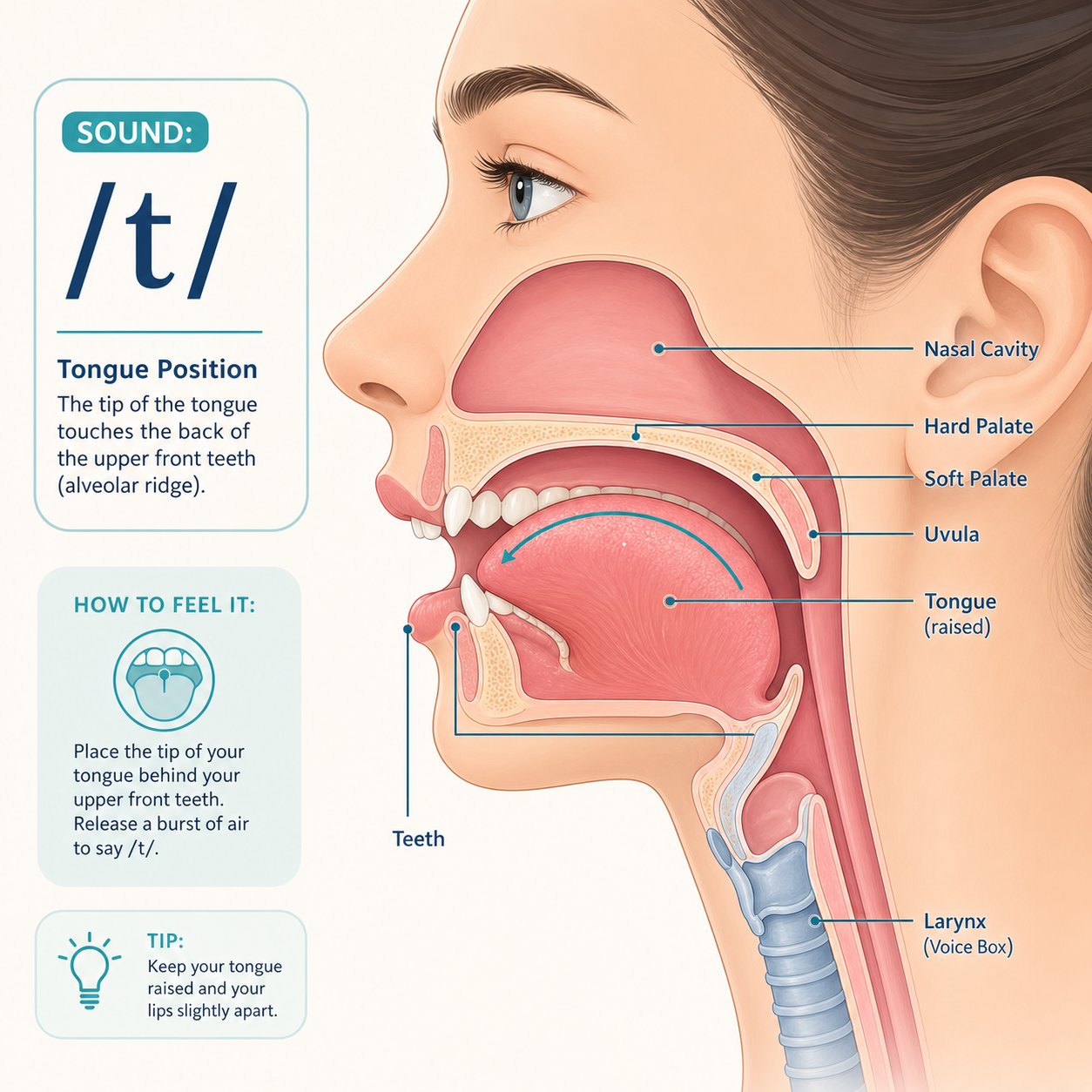 tongue and mouth positioning guide for pronouncing the mandarin x initial sound