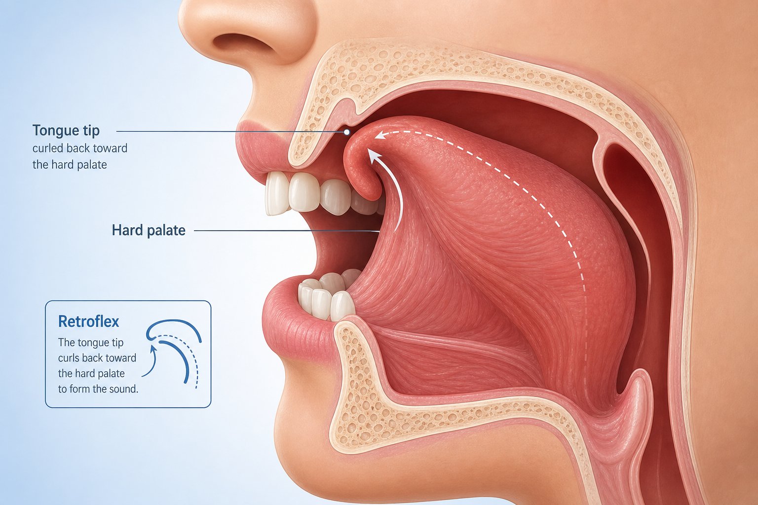 tongue position for the retroflex zh sound in the mandarin pronunciation of zheng
