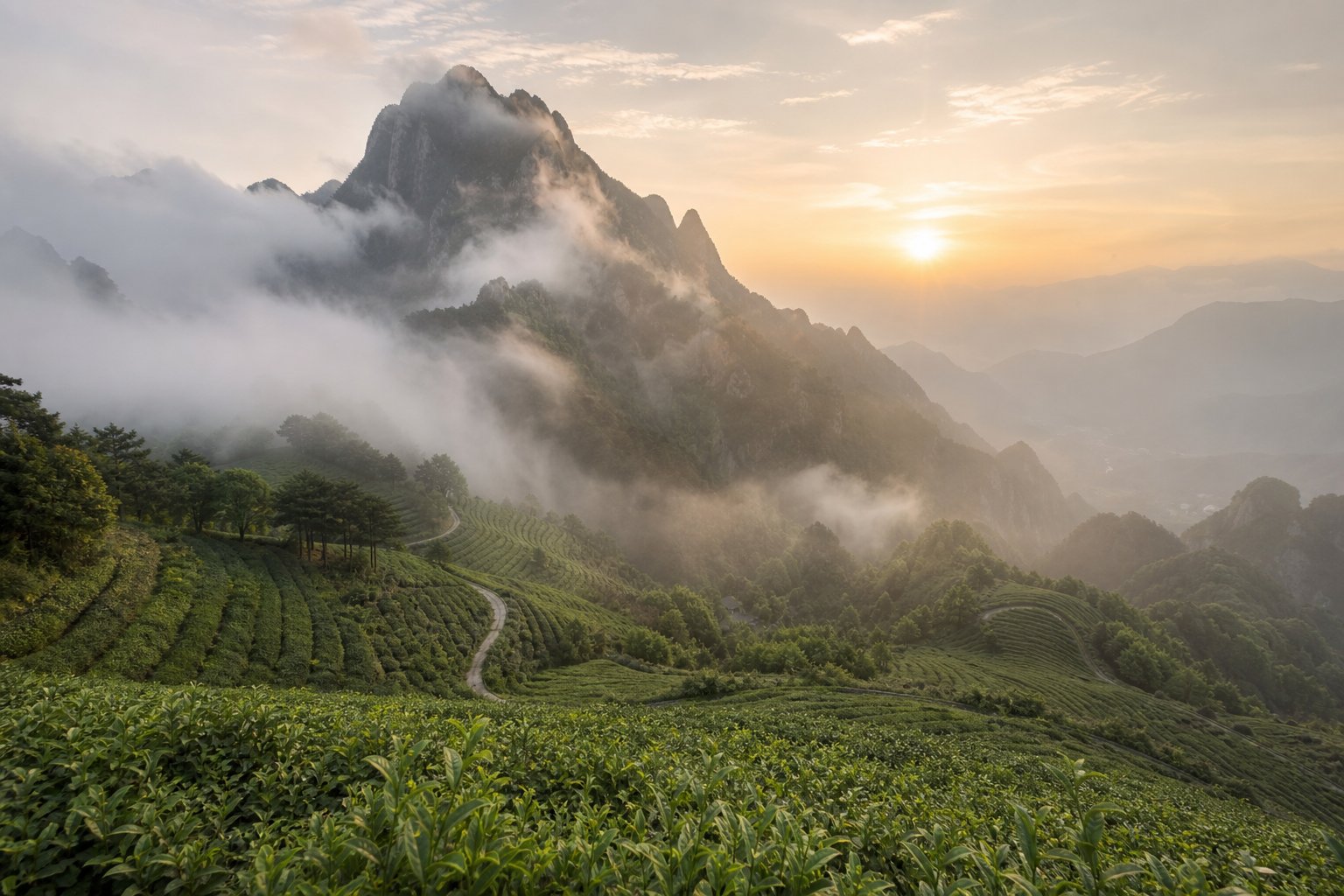 misty mountain tea gardens in china where geographic origin directly shapes brand identity and naming